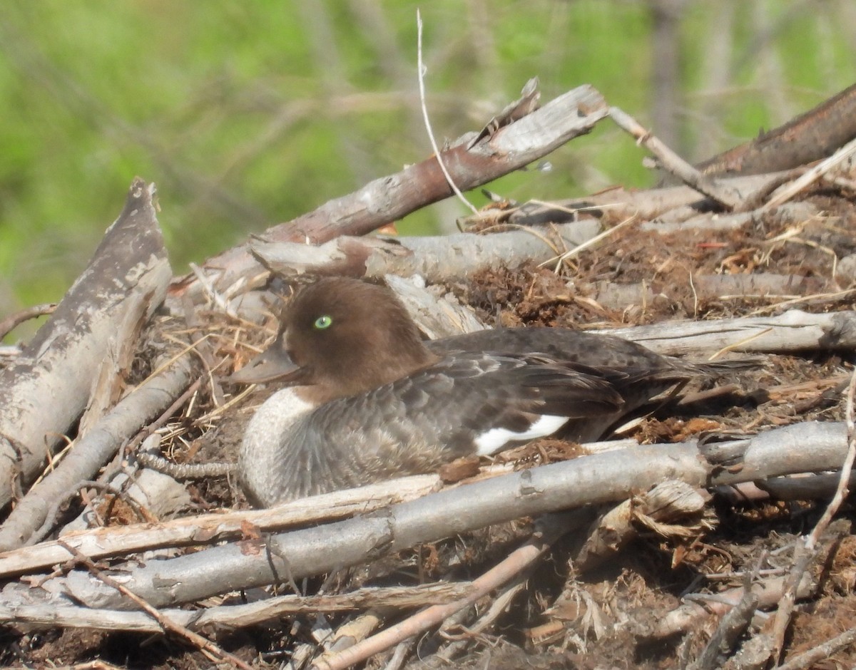 Barrow's Goldeneye - ML643987434