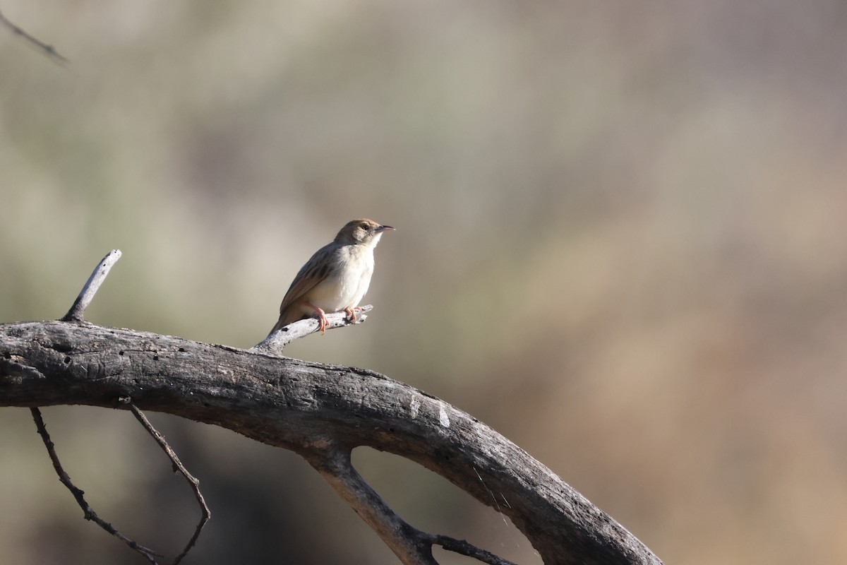 Rattling Cisticola - ML643987435