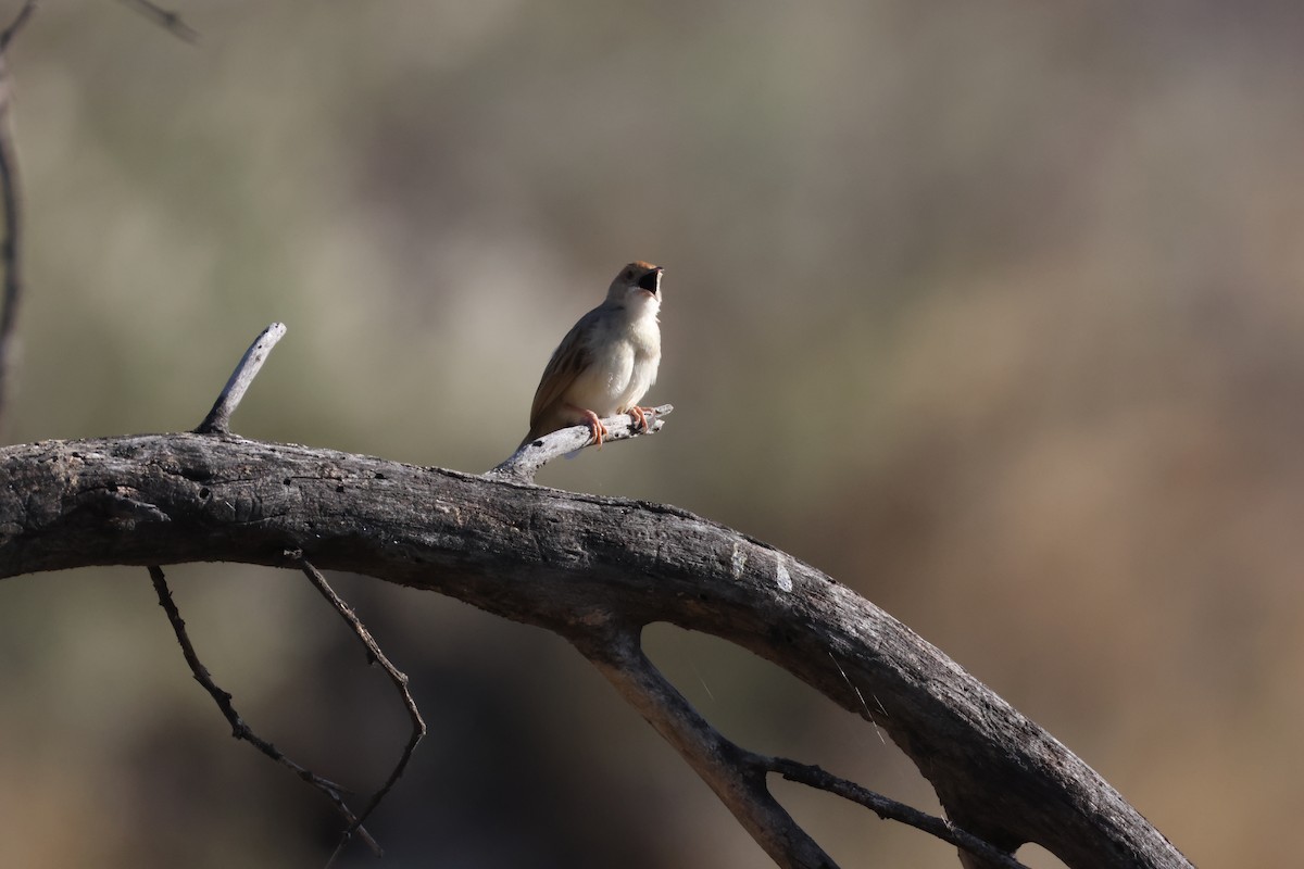 Rattling Cisticola - ML643987436