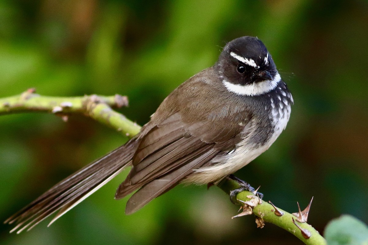 Spot-breasted Fantail - ML643987446