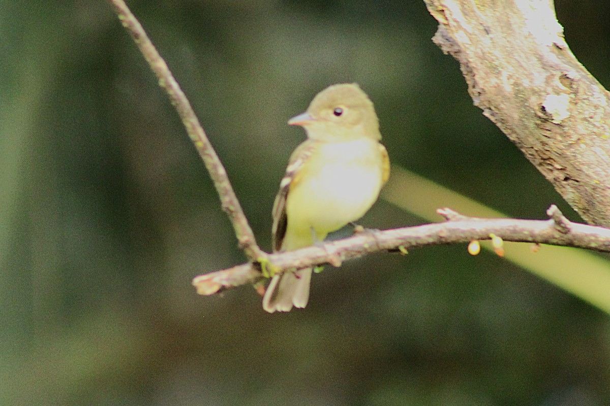 Yellow-bellied Flycatcher - ML643987447