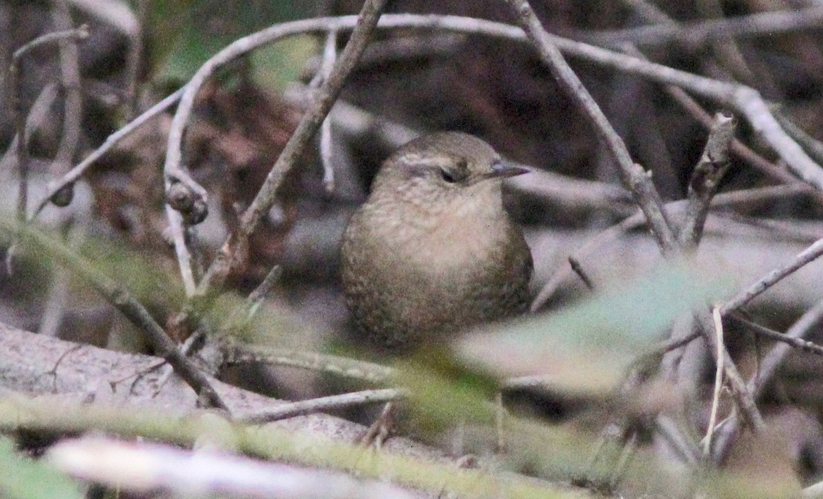 Winter Wren - ML643987457