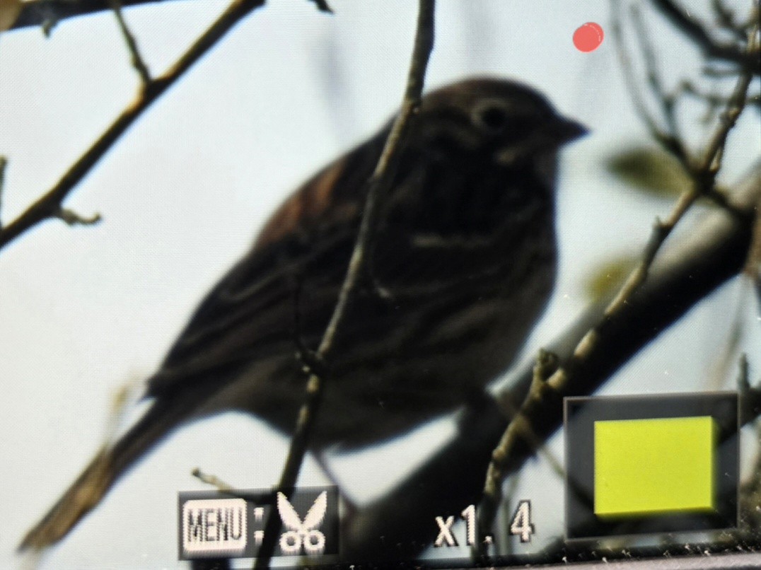 Vesper Sparrow - ML643987471