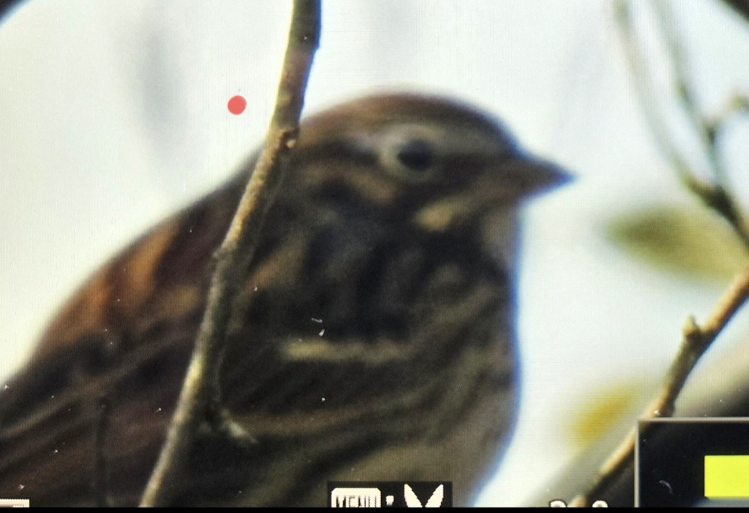 Vesper Sparrow - ML643987483