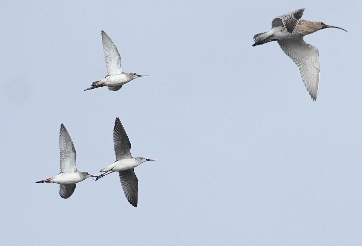 Spotted Redshank - ML643987486
