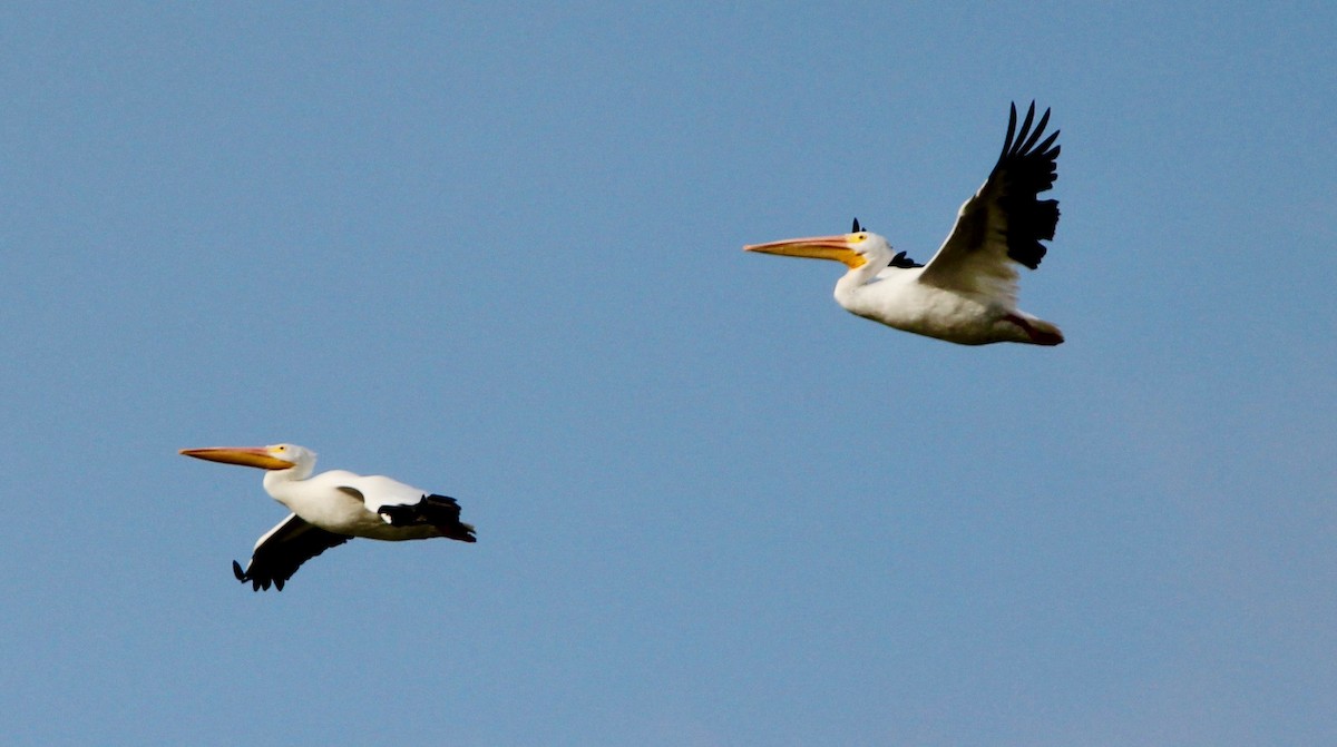American White Pelican - ML643987491