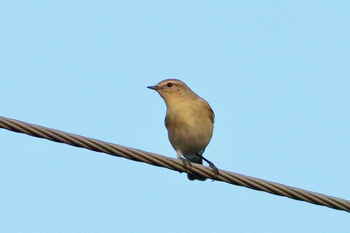 Pouillot véloce - ML643987504