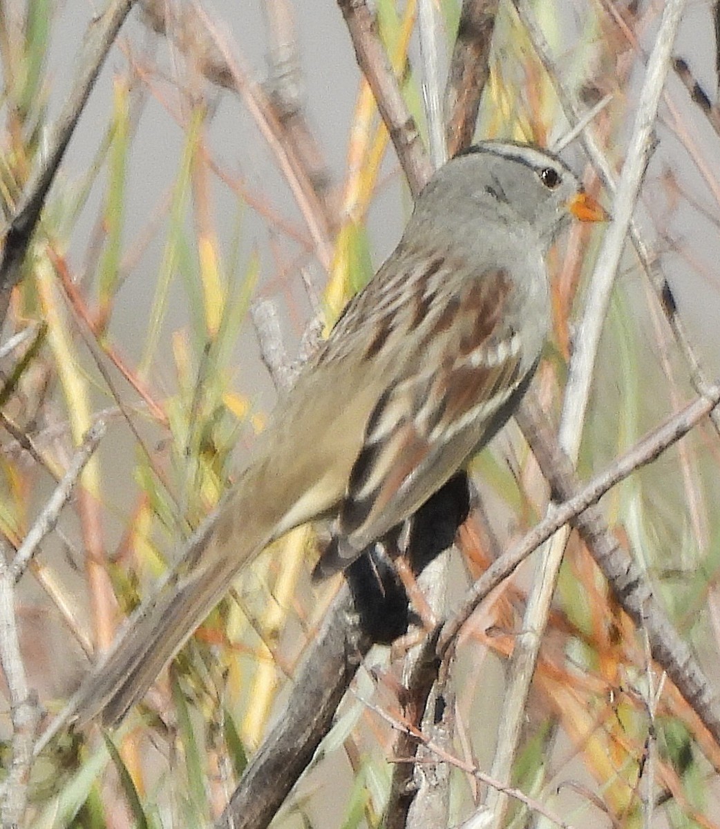 White-crowned Sparrow - ML643987519