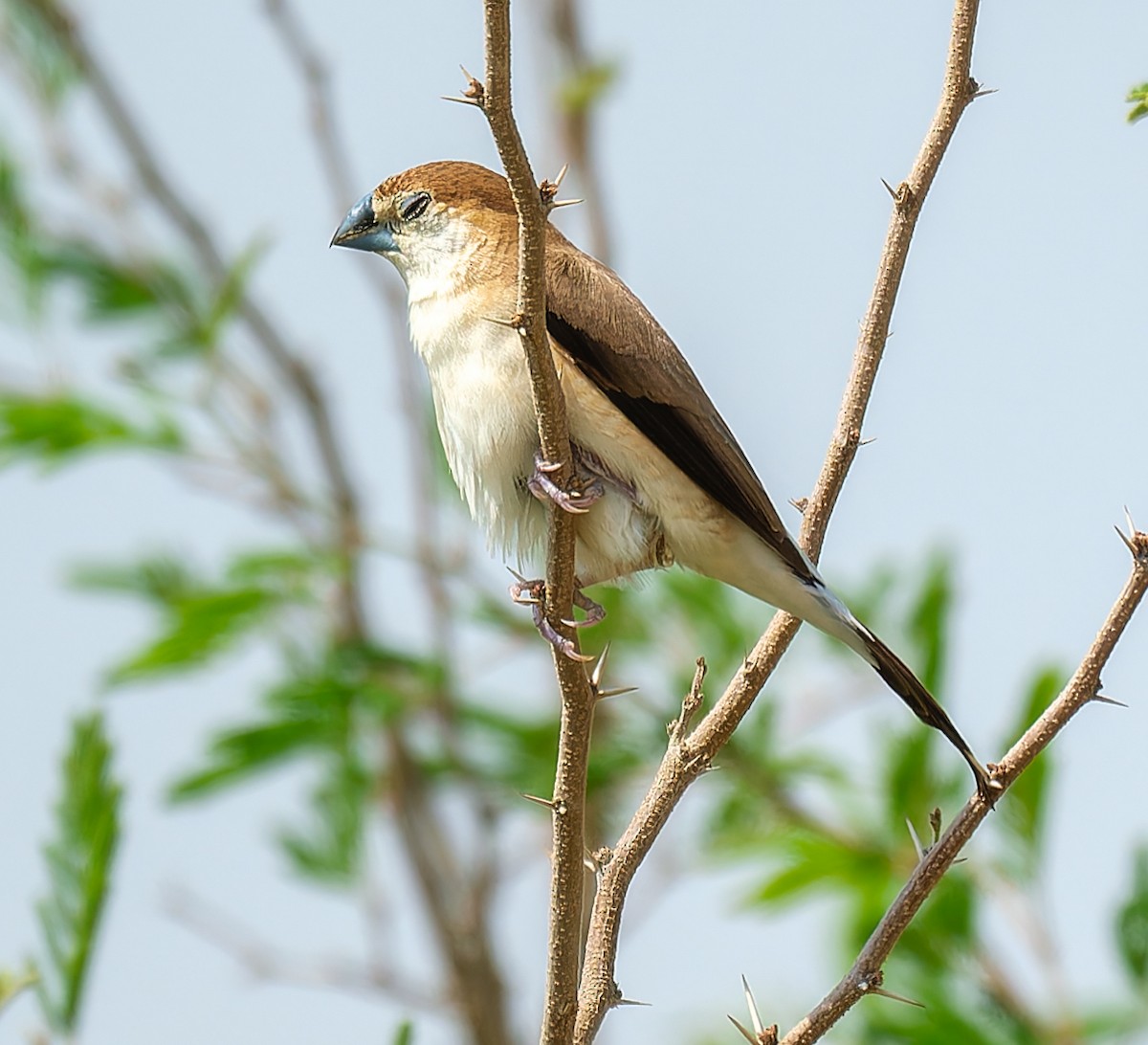 Indian Silverbill - ML643987524