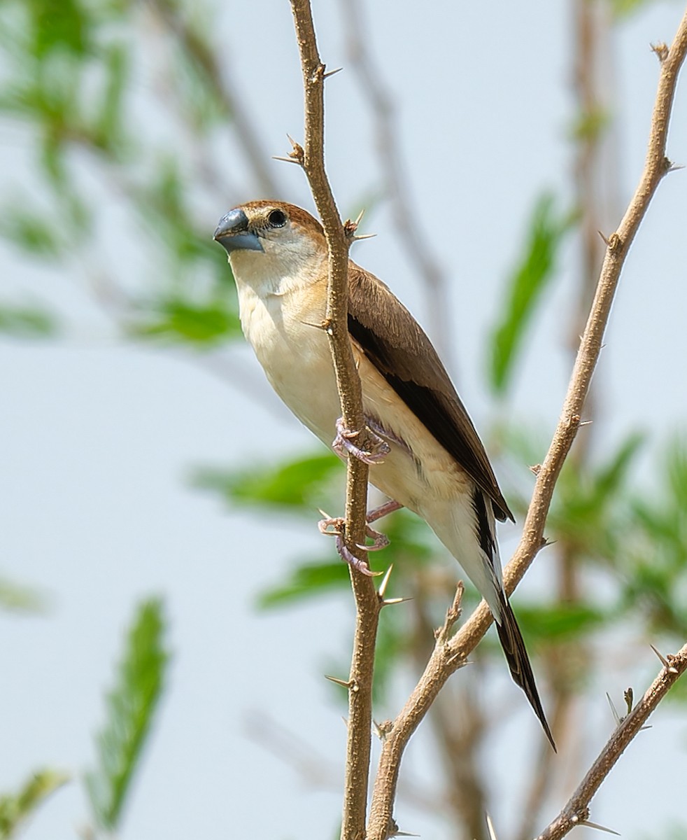 Indian Silverbill - ML643987525