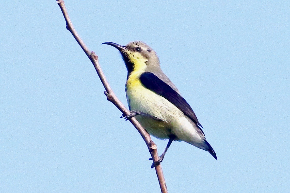 Souimanga asiatique - ML643987528