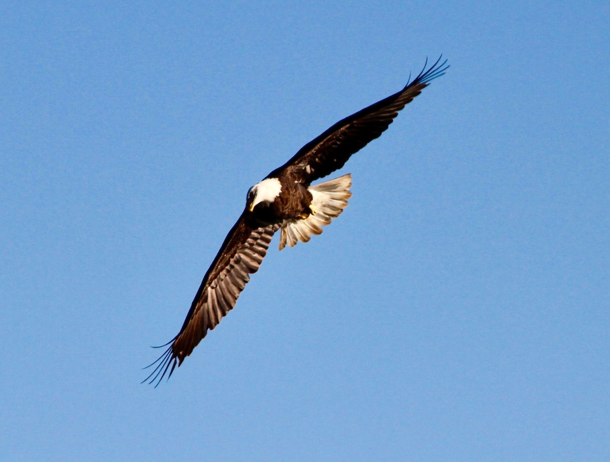 Bald Eagle - ML643987538