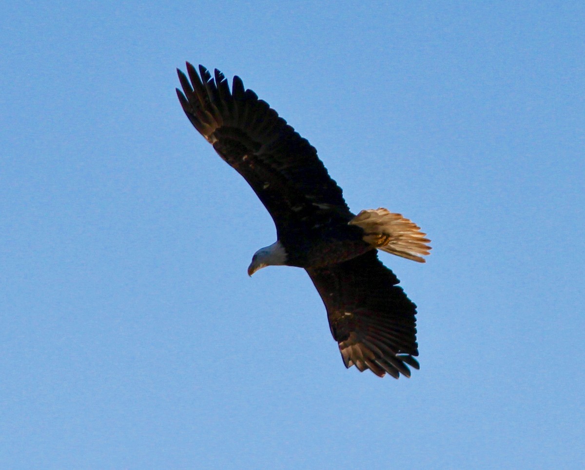 Bald Eagle - ML643987539