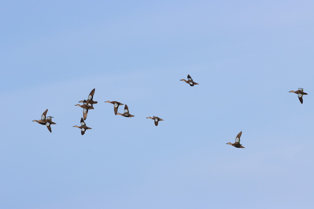 Blue-winged Teal - ML643987544