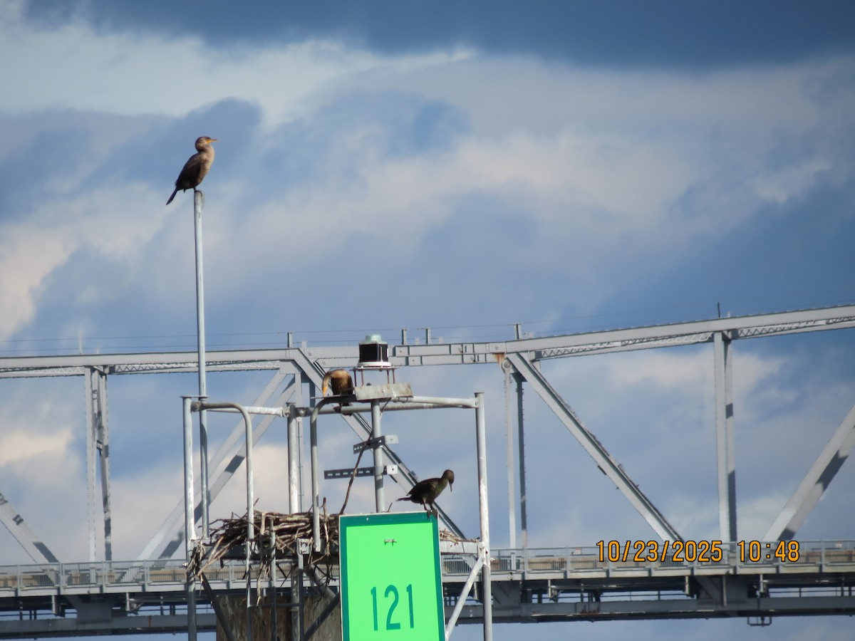 Double-crested Cormorant - ML643987545