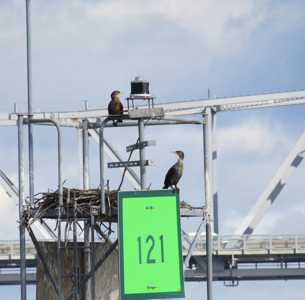 Double-crested Cormorant - ML643987546