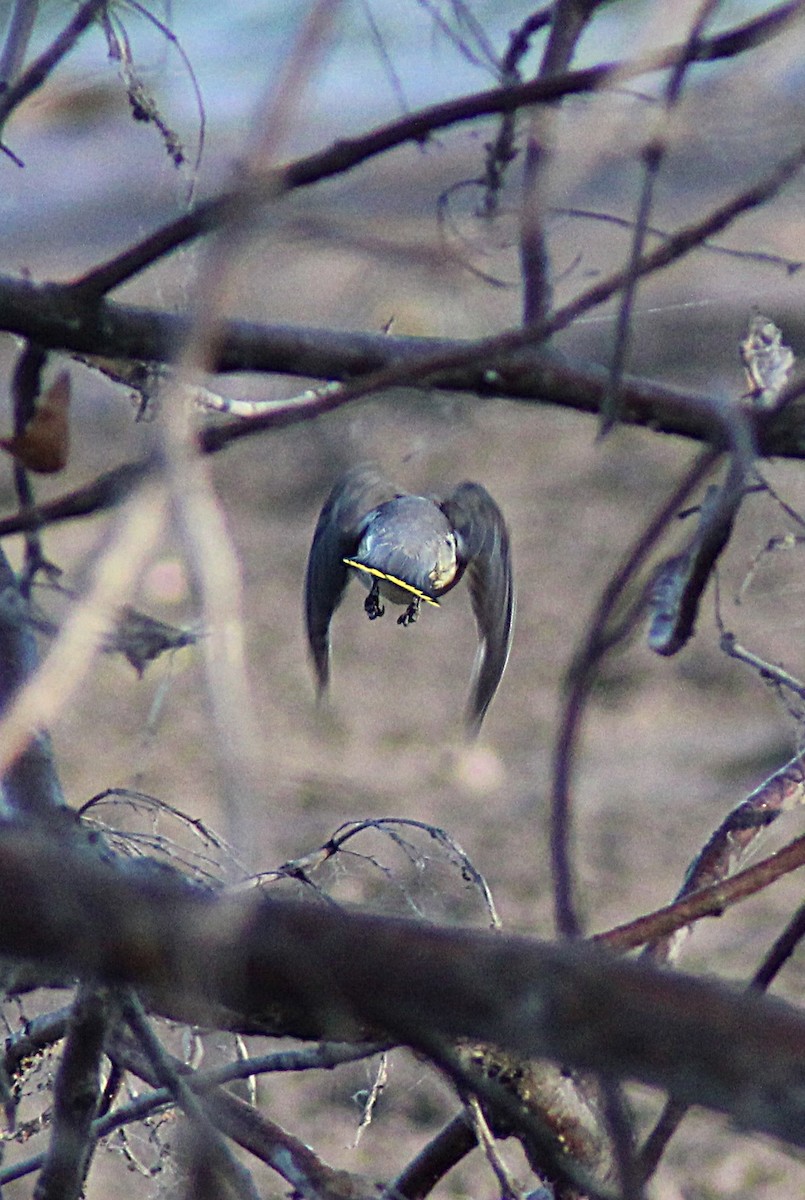 White-crowned Sparrow - ML643987548
