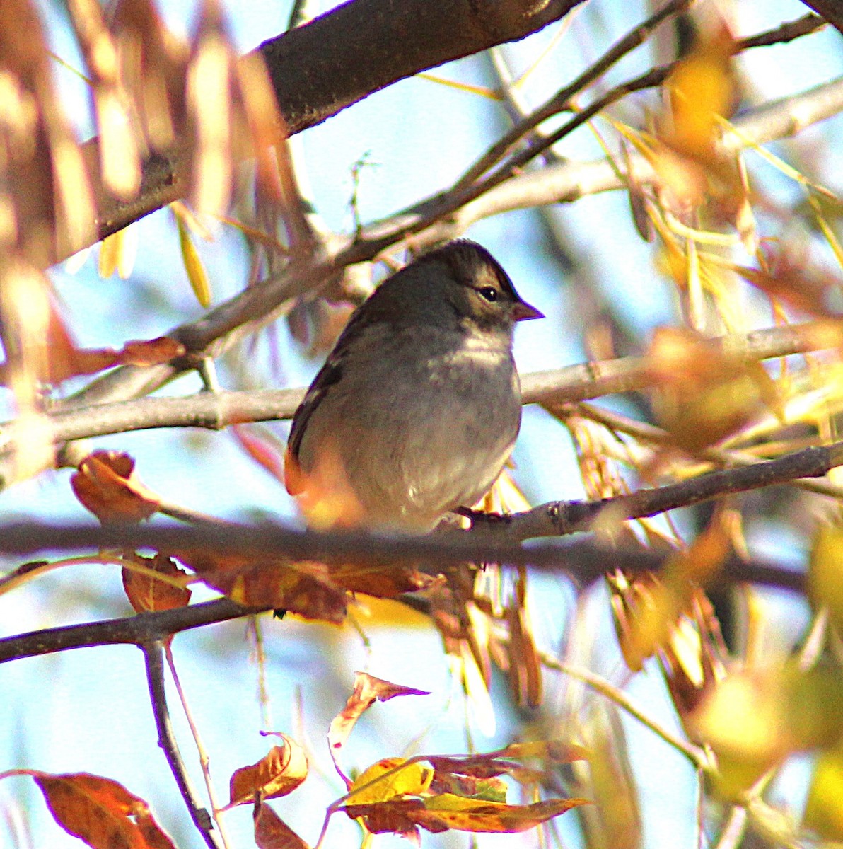 White-crowned Sparrow - ML643987549