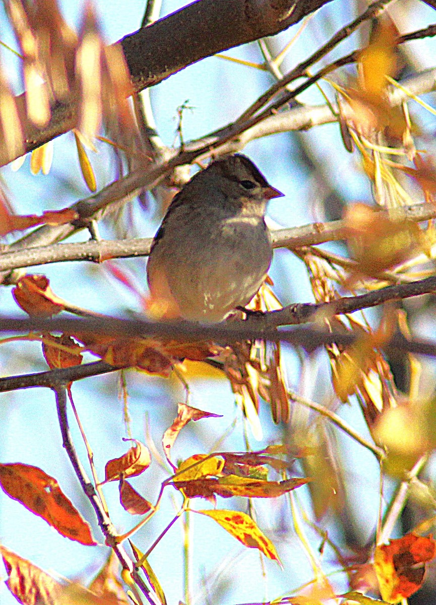 White-crowned Sparrow - ML643987550