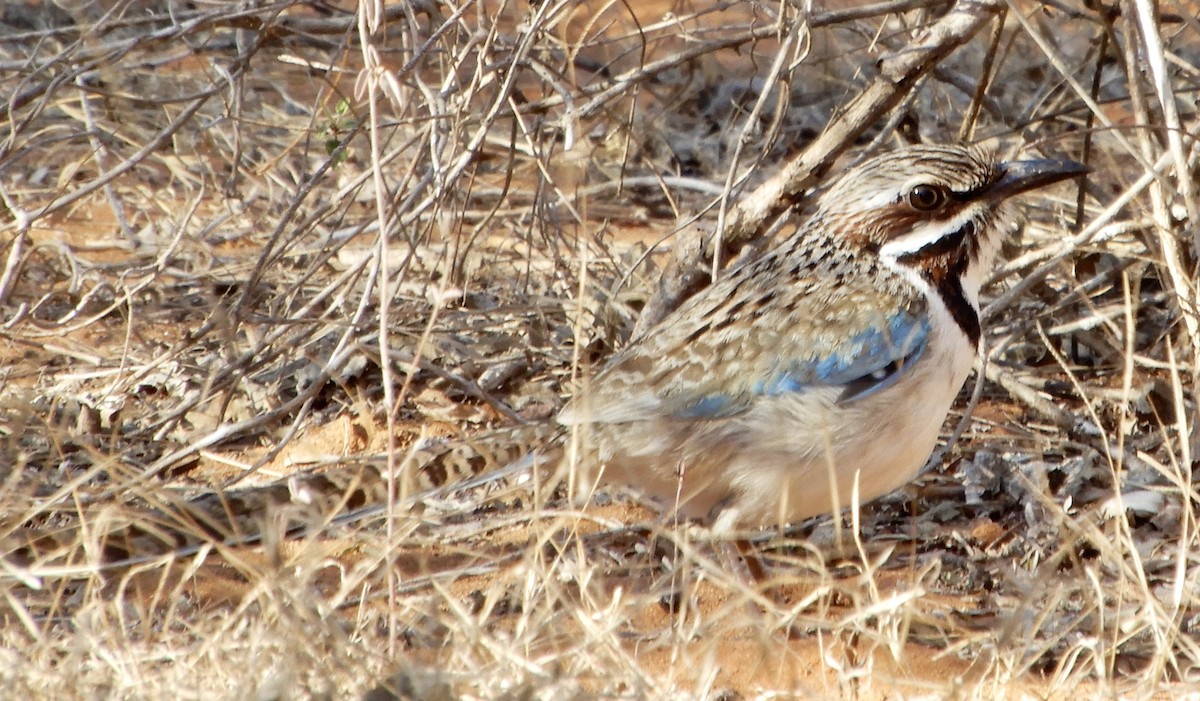 Long-tailed Ground-Roller - ML643987569