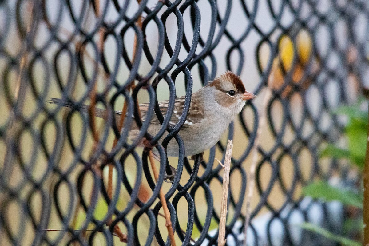 White-crowned Sparrow - ML643987584