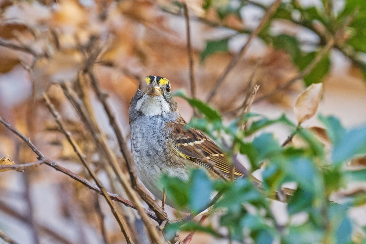 White-throated Sparrow - ML643987605