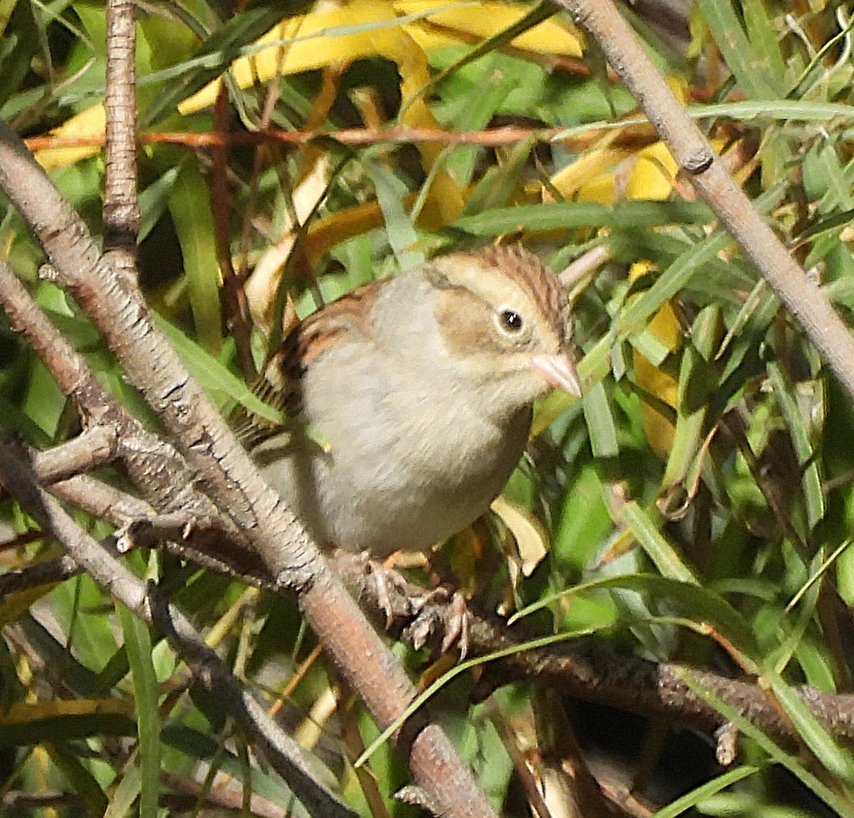 Brewer's Sparrow - ML643987608
