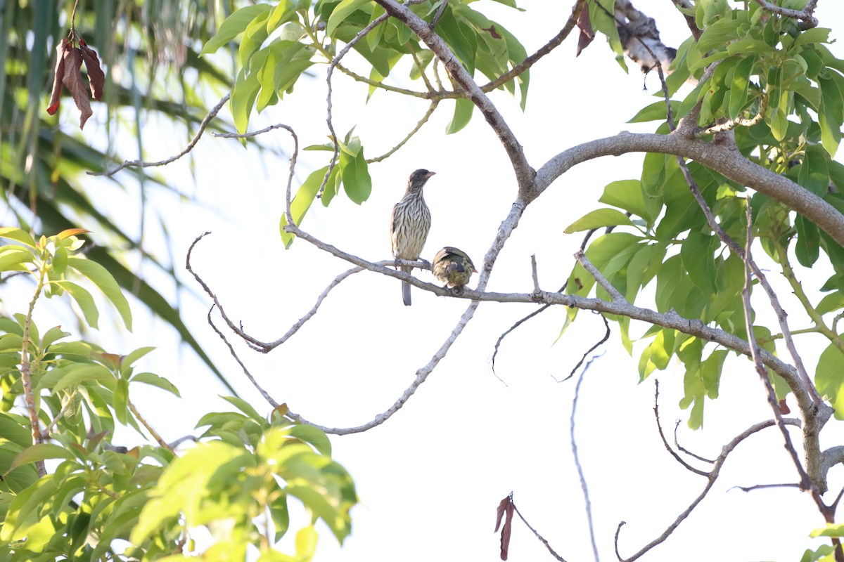 Palmchat - ML643987611