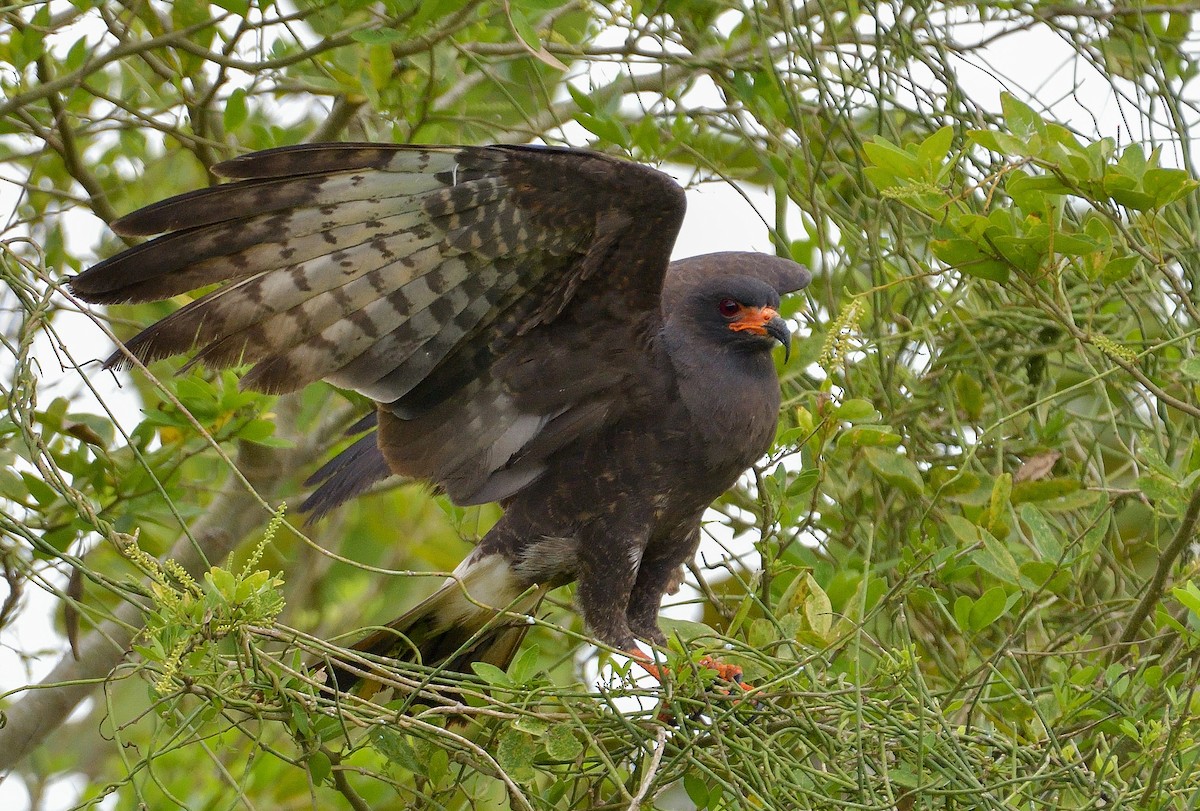 Snail Kite - ML643987614