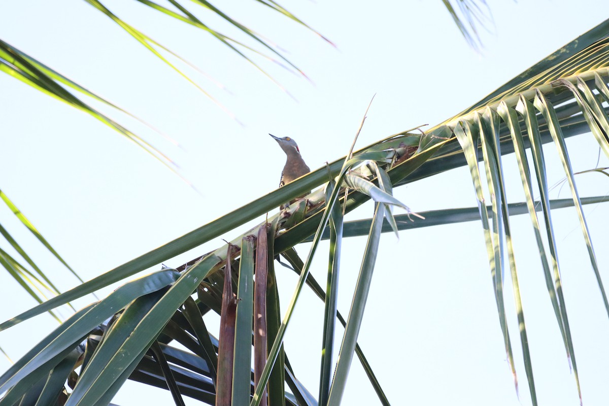 Hispaniolan Woodpecker - ML643987616