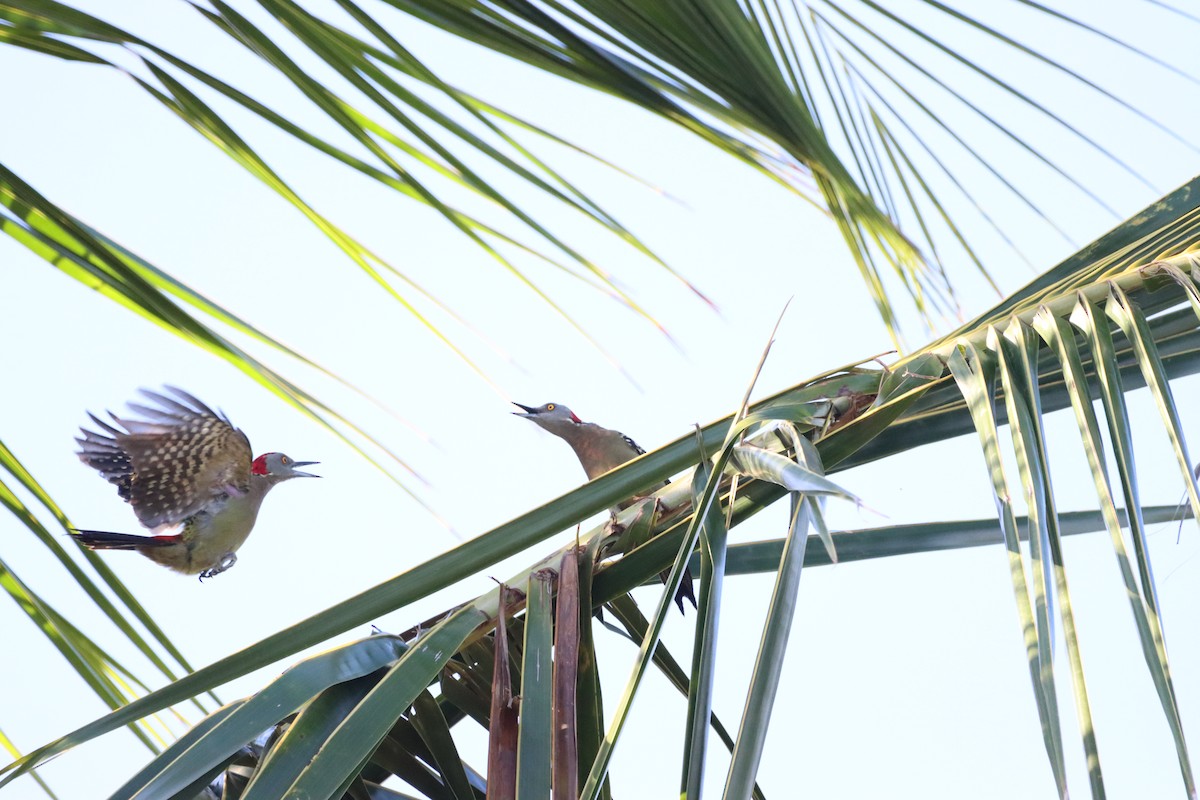 Hispaniolan Woodpecker - ML643987617