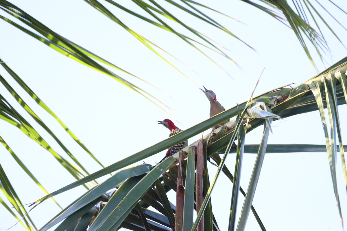 Hispaniolan Woodpecker - ML643987618