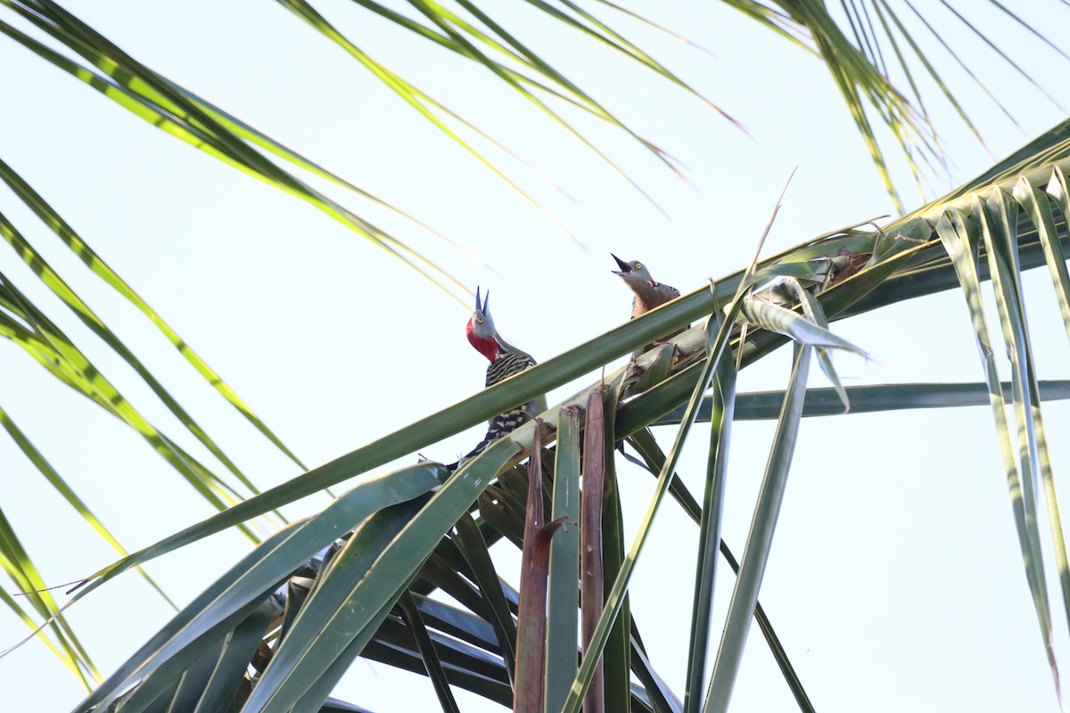 Hispaniolan Woodpecker - ML643987619