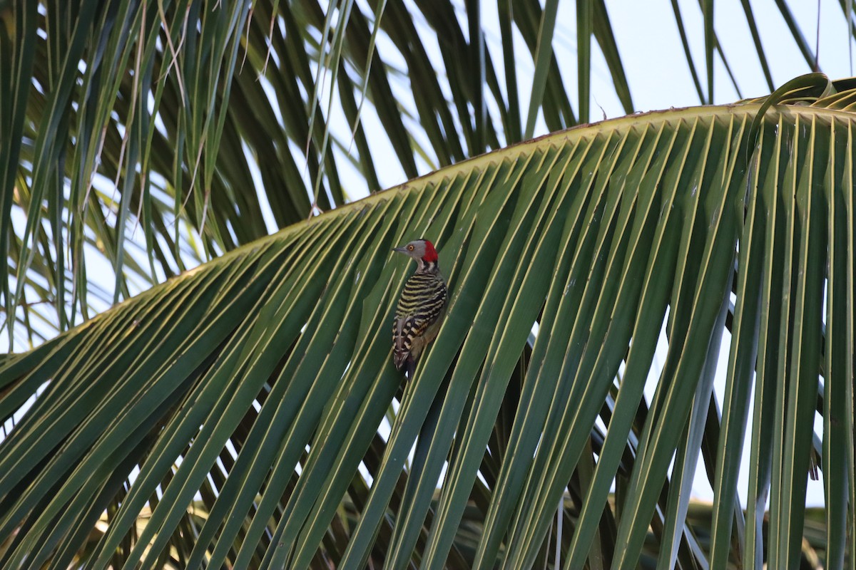 Hispaniolan Woodpecker - ML643987620
