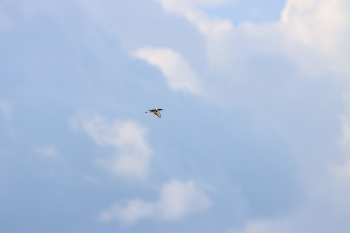 Belted Kingfisher - ML643987626