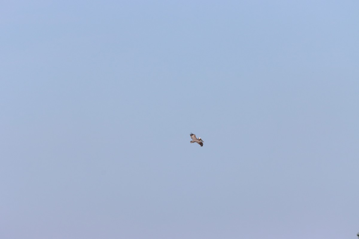 Brown Pelican - ML643987636