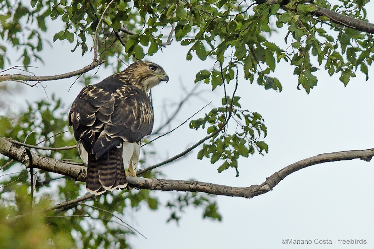 Rufous-tailed Hawk - ML643987655