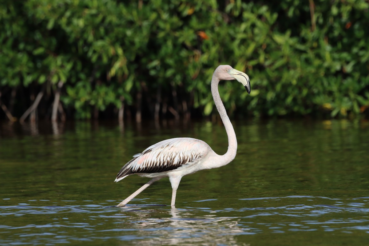 American Flamingo - ML643987662