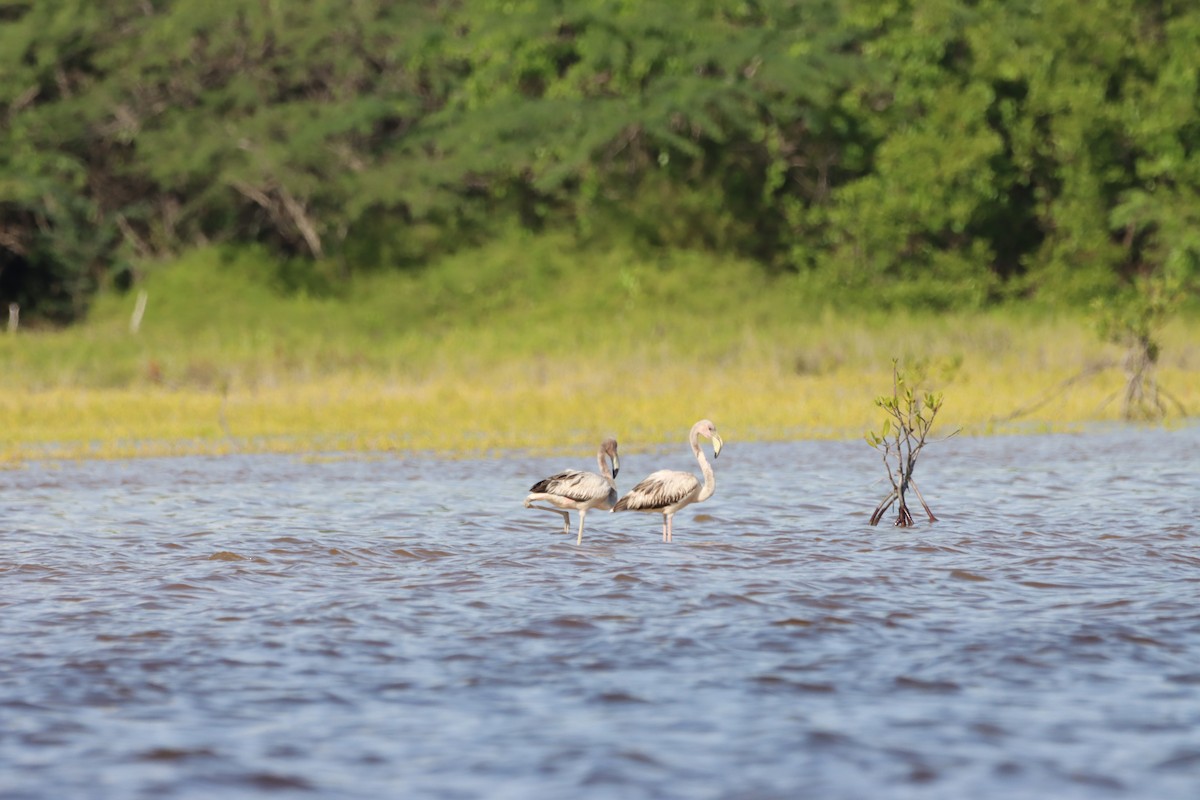 American Flamingo - ML643987663