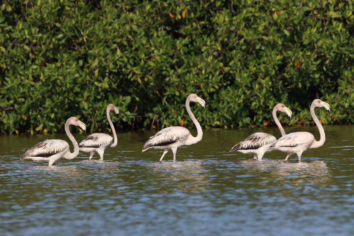 American Flamingo - ML643987664