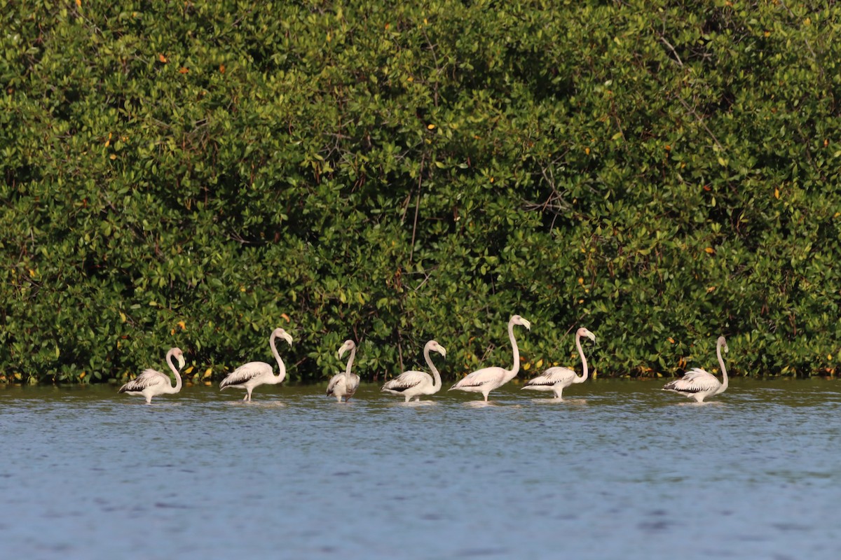 American Flamingo - ML643987666