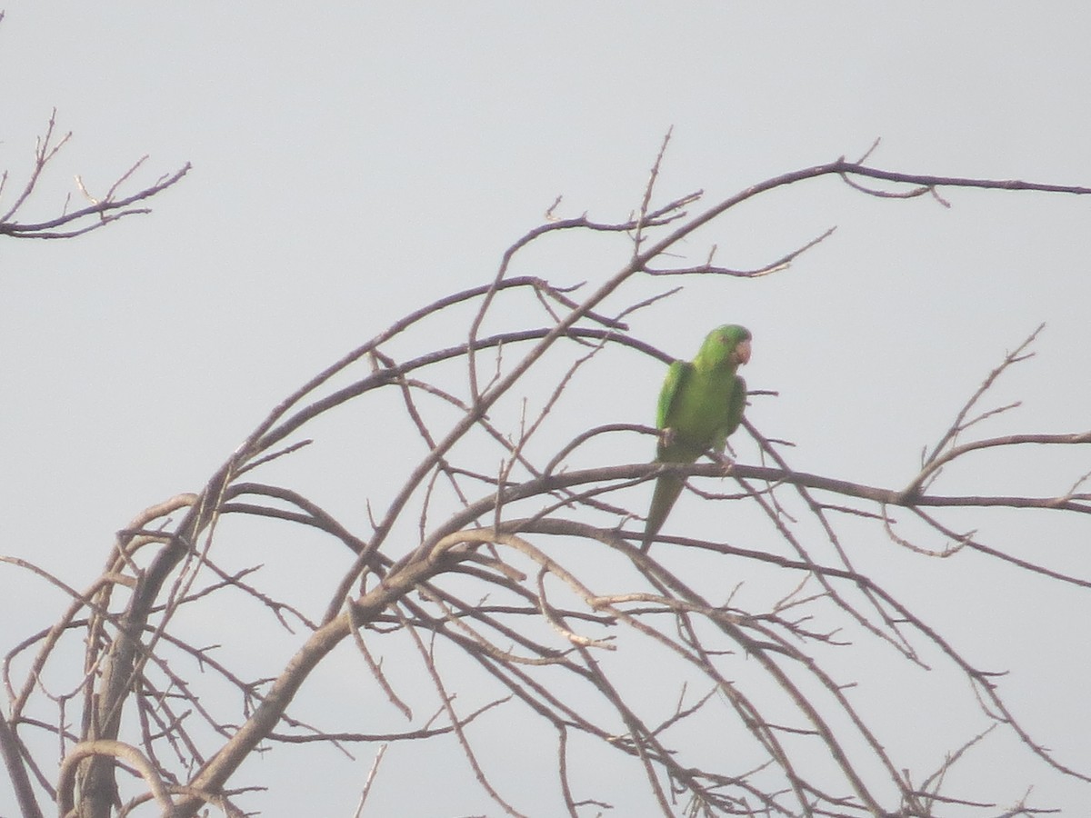 Green Parakeet - ML643987670