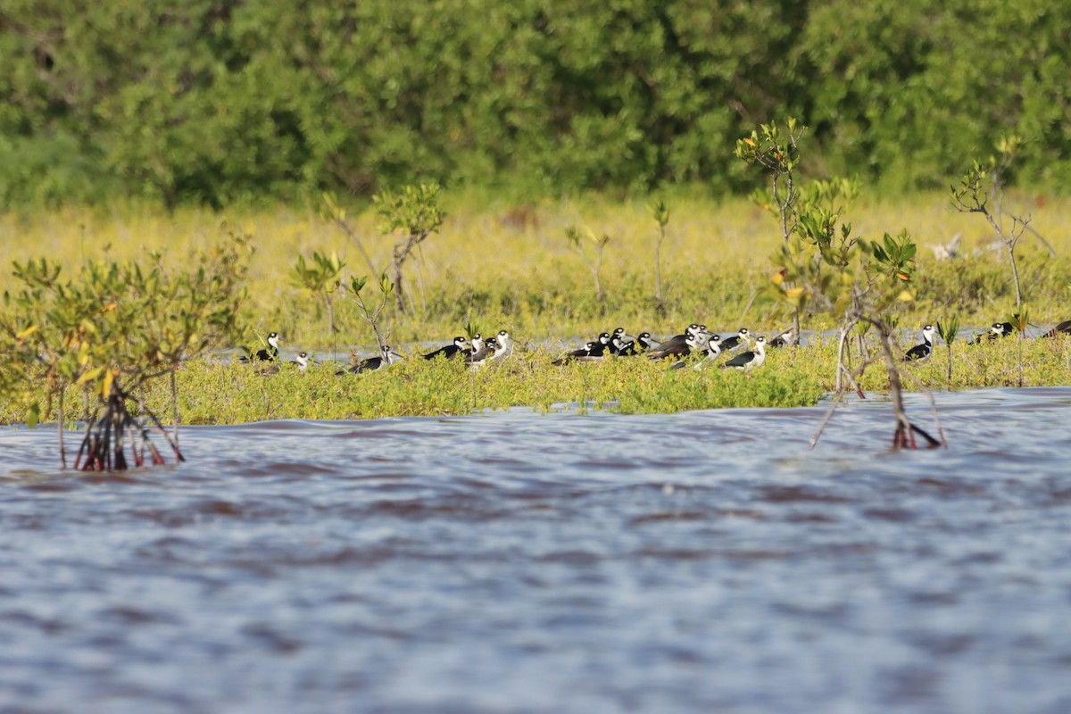 Black-necked Stilt - ML643987674