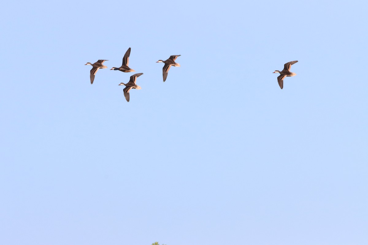 White-cheeked Pintail - ML643987685