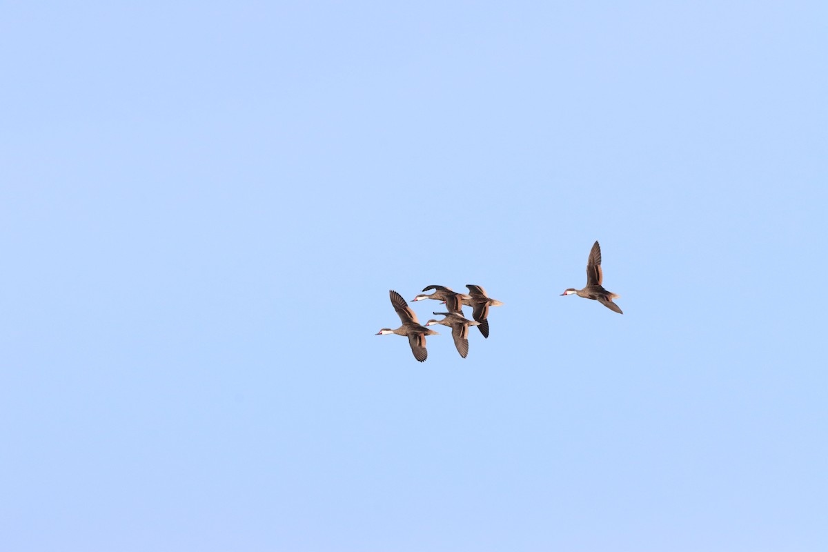 White-cheeked Pintail - ML643987686