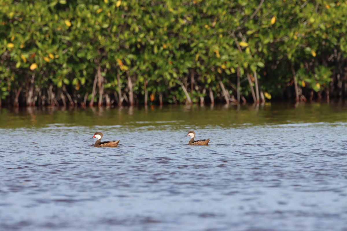 White-cheeked Pintail - ML643987687