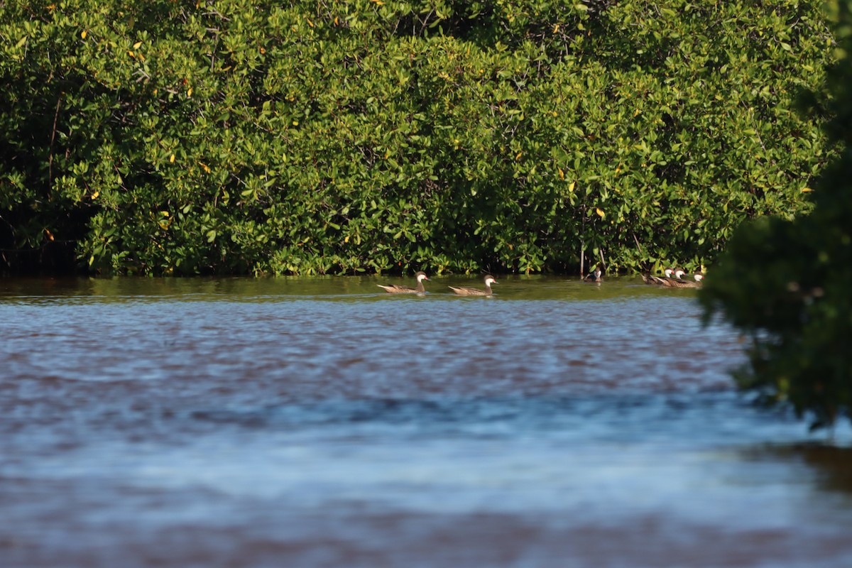 White-cheeked Pintail - ML643987688