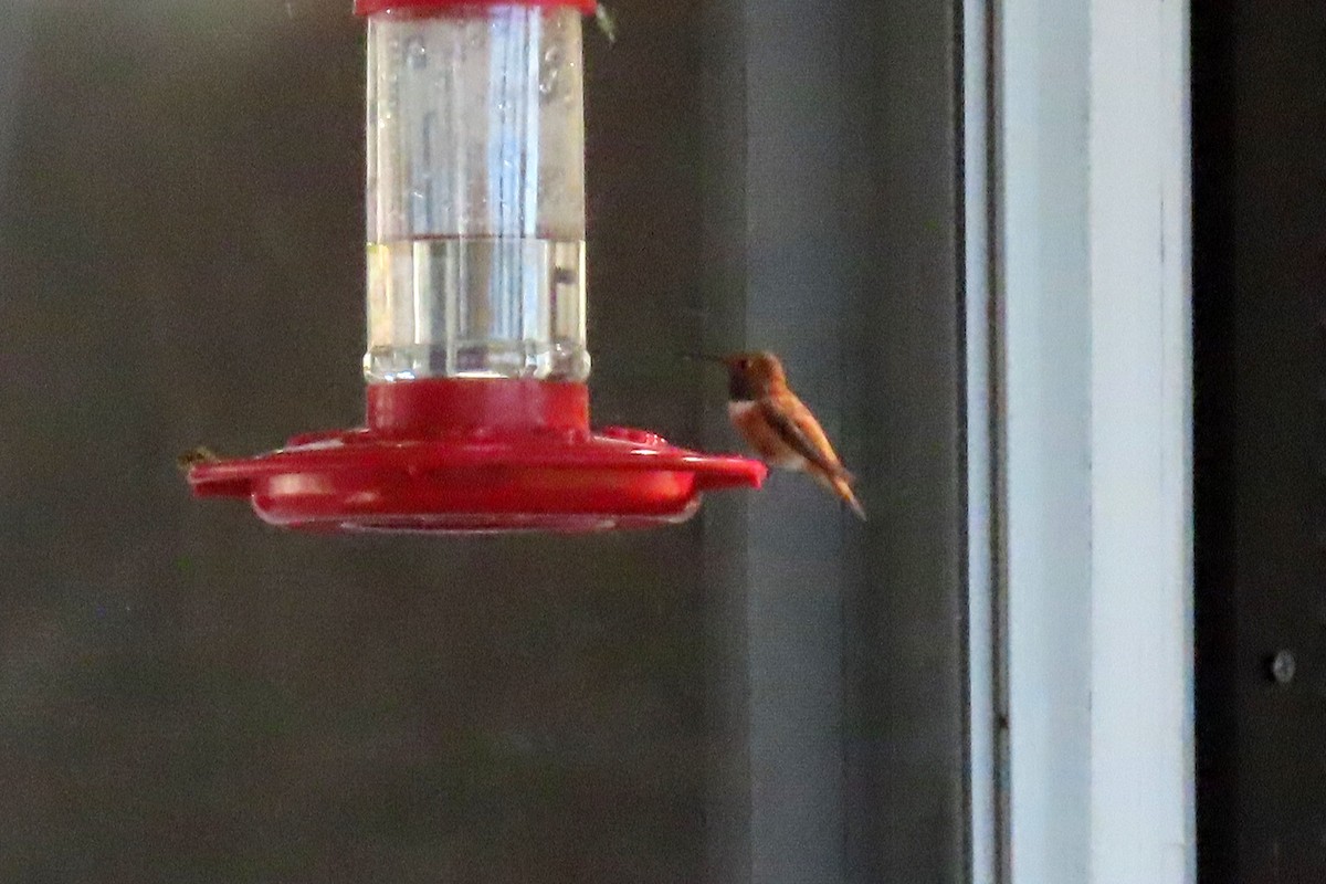 Rufous Hummingbird - ML643987694