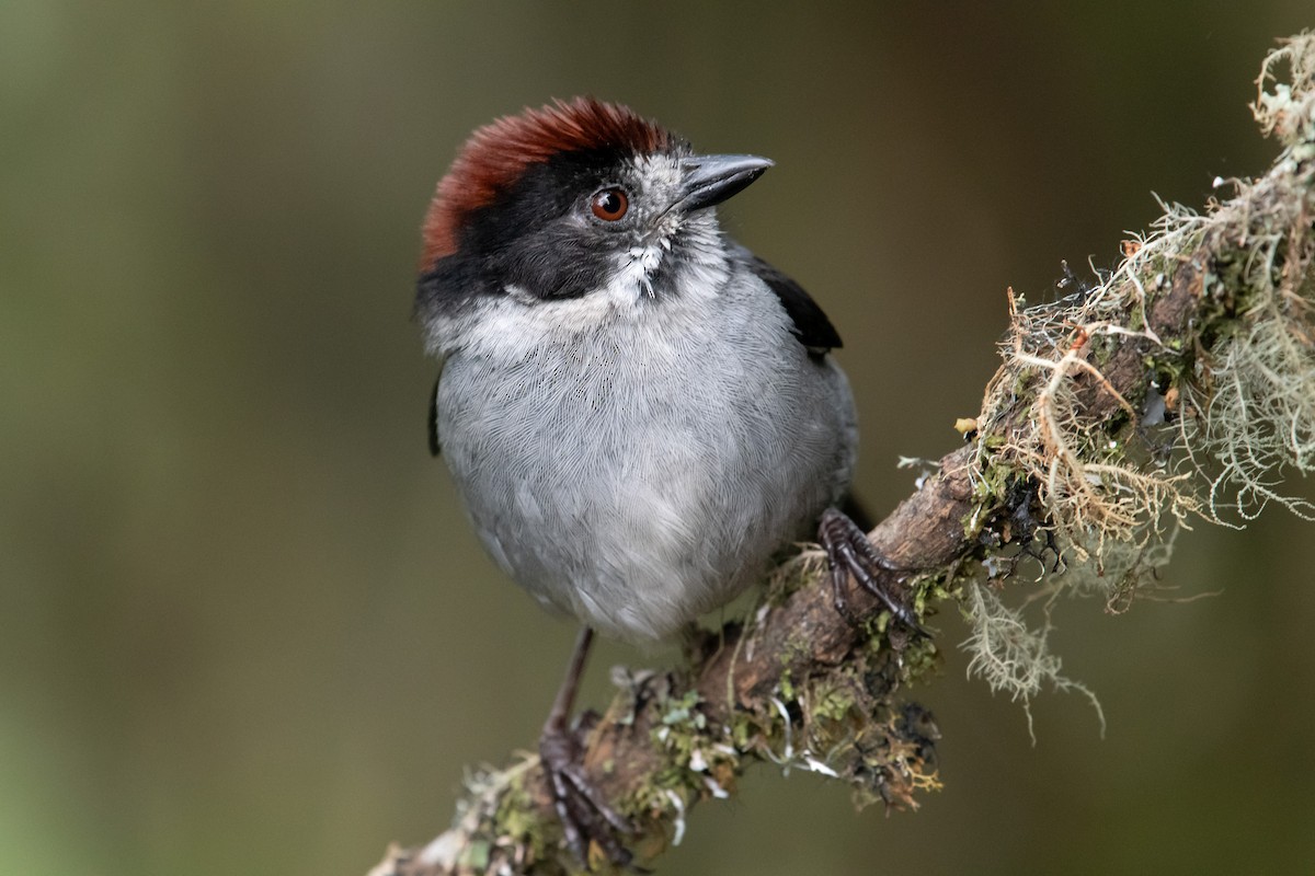 Northern Slaty Brushfinch - ML643987704