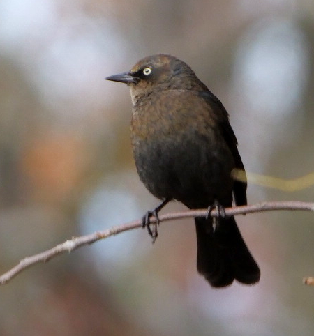Rusty Blackbird - ML643987708